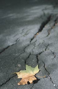 picture of cracks in a sidewalk