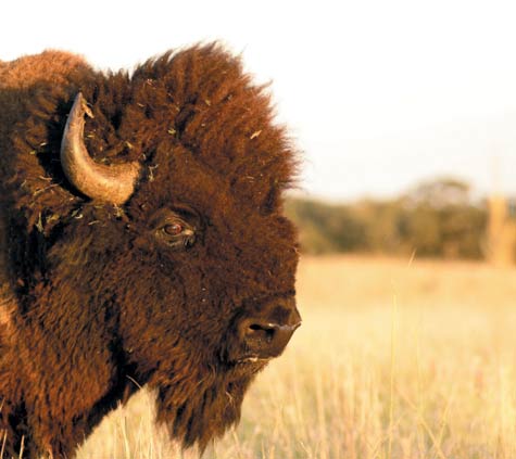 photo of a buffalo