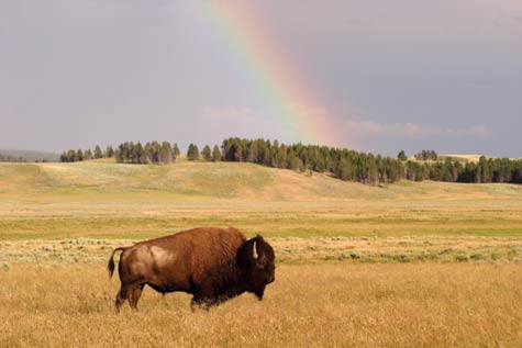 picture of a buffalo