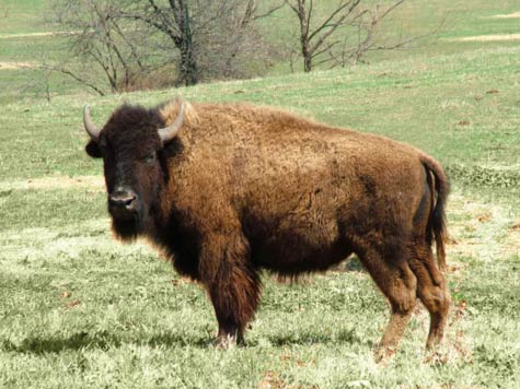 photo of a buffalo