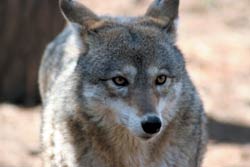 photo of a coyote