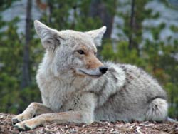 photo of a coyote