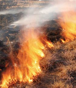 photo of a forest fire