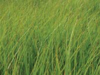 picture of grass