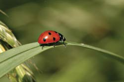 photo of a lady bug