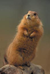 photo of a prairie dog