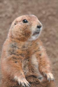 photo of a prairie dog