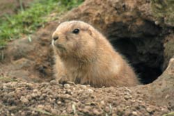 photo of a prairie dog