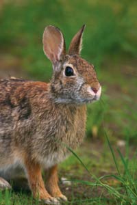 photo of a rabbit