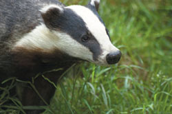 photo of badger