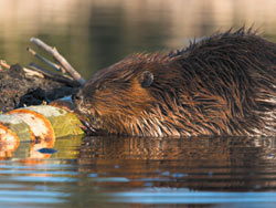 picture of beaver working